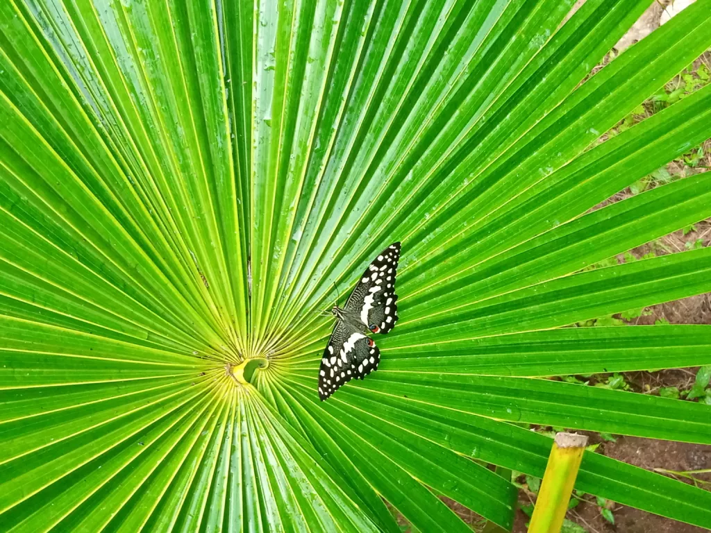 Il Santuario delle Farfalle Tropicali: Zanzibar butterfly Centre